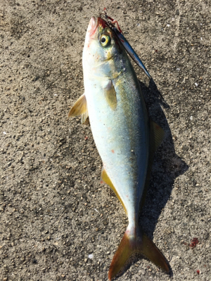 サバアジツバス