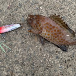 夏のライトショアジギング