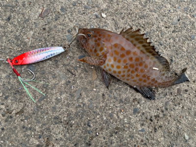 夏のライトショアジギング