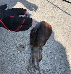 夏イカフィーバー！！三連発！！