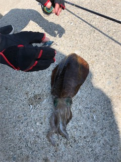 夏イカフィーバー！！三連発！！