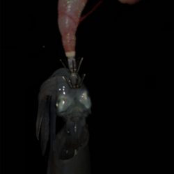 短時間ケンサキエギング