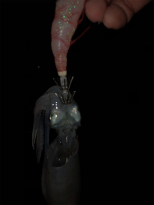 短時間ケンサキエギング