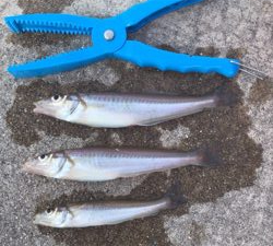 ฅ( 。-_-。^)ε・^) チュッ