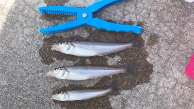 ฅ( ｡-_-｡^)ε・^) ﾁｭｯ