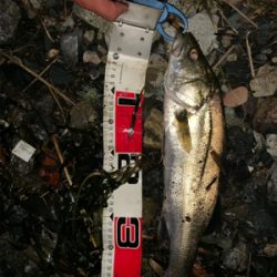 サマーパターン