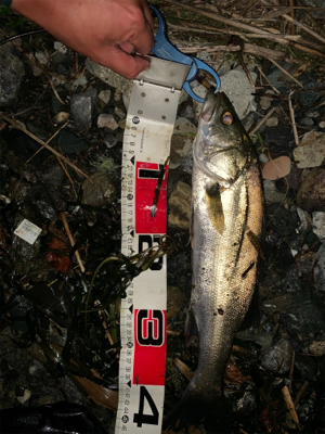 サマーパターン