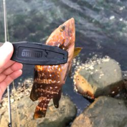 根魚を求めて②