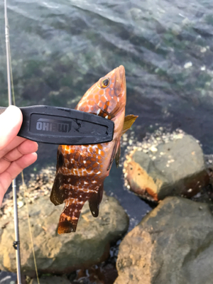 根魚を求めて②