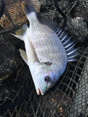 突貫のシーバスタックル入魂笑