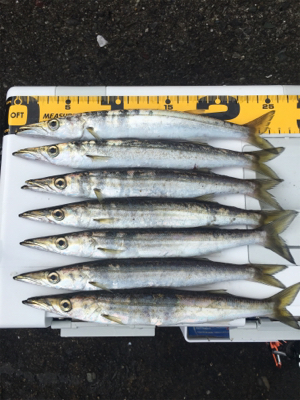 アジングのつもりが…