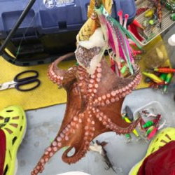 明石  タコ釣り   戎丸