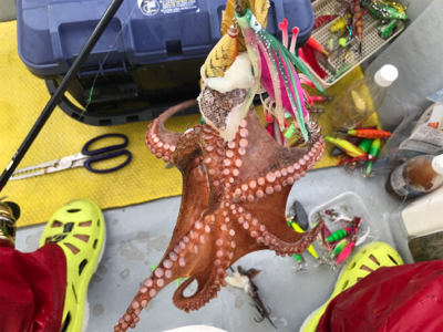 明石  タコ釣り   戎丸