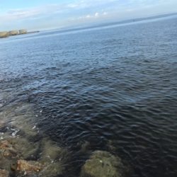 暑過ぎる 夏イカ