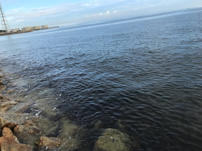 暑過ぎる 夏イカ