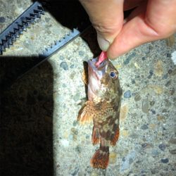 サバ、アジ、がしら