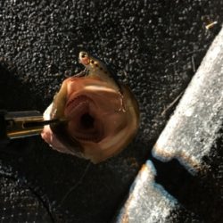 活性アゲアゲ！