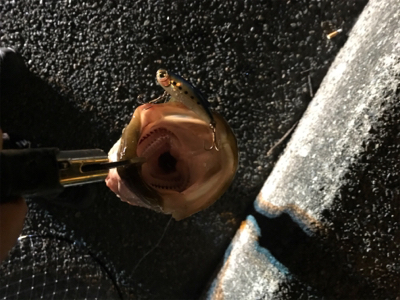 活性アゲアゲ！