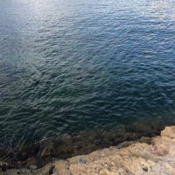 アコウよ、どこいった。