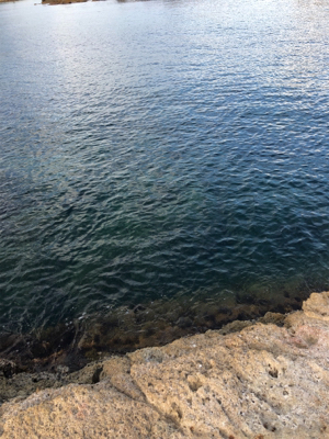 アコウよ、どこいった。