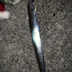 渋タチウオin8月