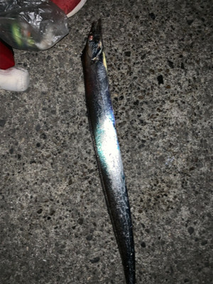 渋タチウオin8月