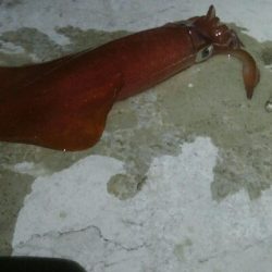 ケンサキイカ2杯！！