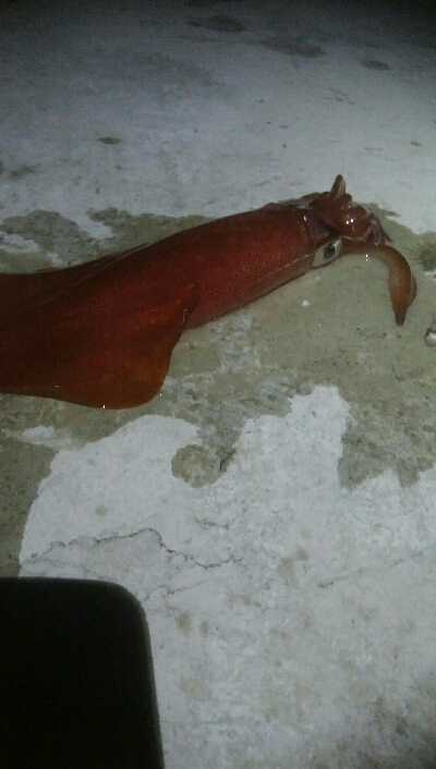 ケンサキイカ2杯！！