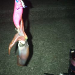 やっぱり渋いケンサキ釣り(＞＜)