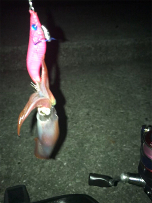 やっぱり渋いケンサキ釣り(＞＜)