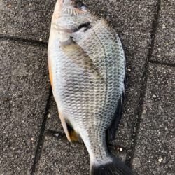 ショアジギ不発