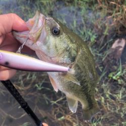 ダウズビドーないす!!