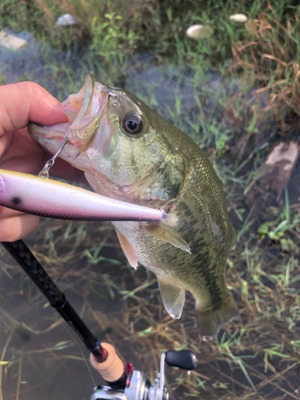 ダウズビドーないす!!