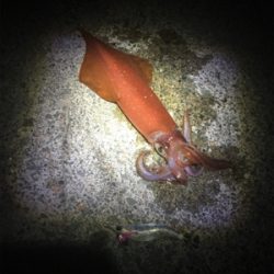 ケンサキイカが食べたくて