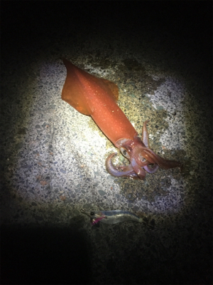 ケンサキイカが食べたくて