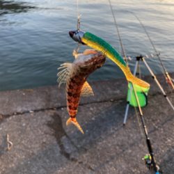 オオモンハタゲーム