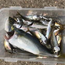 ツバッシー ゲット