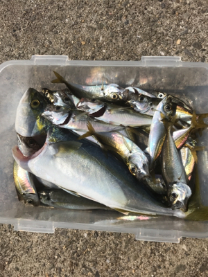 ツバッシー ゲット