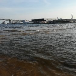 小キビレが爆釣