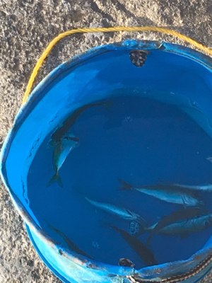 子供たちの魚釣