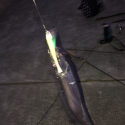 今年初の太刀魚!