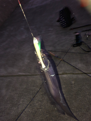 今年初の太刀魚!