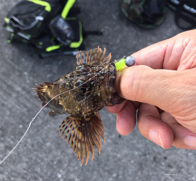 ツバス サワラ そして・・・