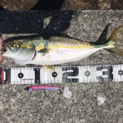 サゴシ、ツバス、サバ