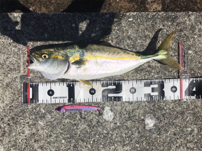 サゴシ、ツバス、サバ