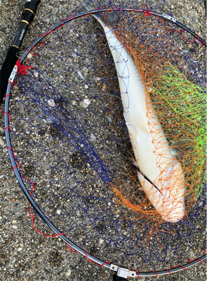 4目ライトショアジギング