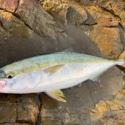夏磯の青物！好調！