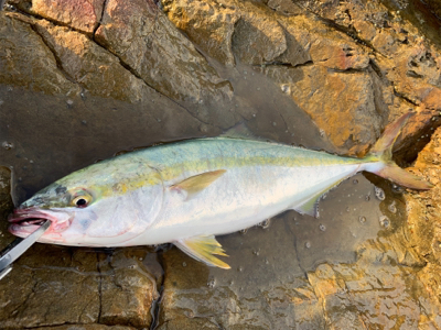夏磯の青物！好調！