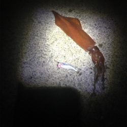 ケンサキイカ釣行