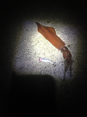ケンサキイカ釣行